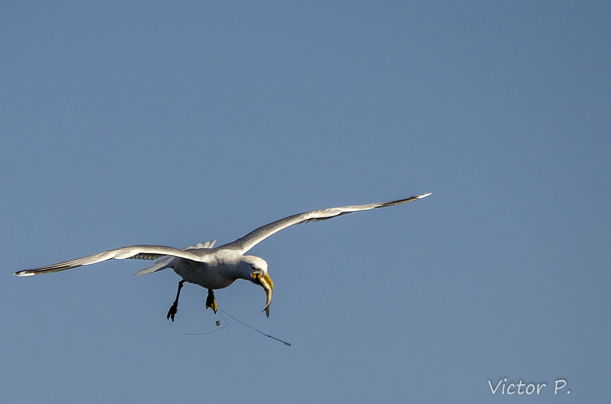 Ways to carry fish from birds - My, The photo, Longpost, Nikon, Birds