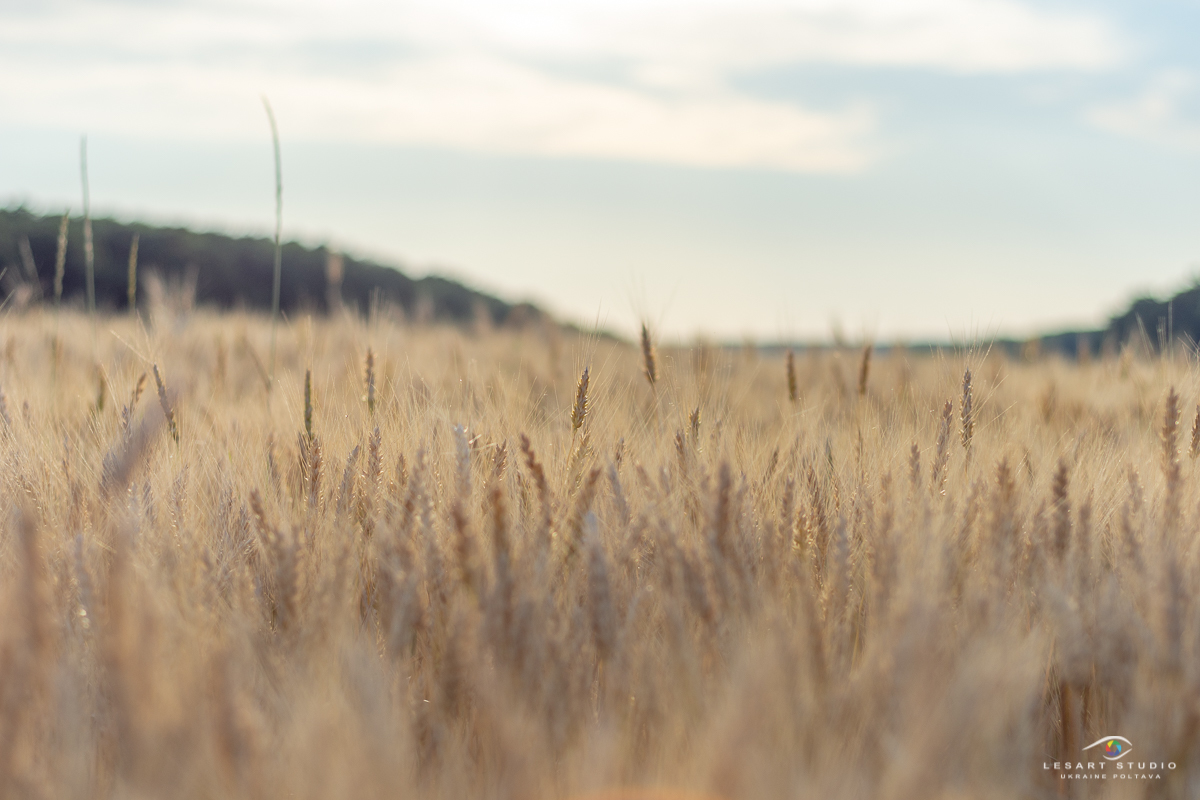 The beauty of the bread land - My, Poltava, Nikon d7200, Nikkor 50mm 18D, Longpost, The photo, Nature, Field