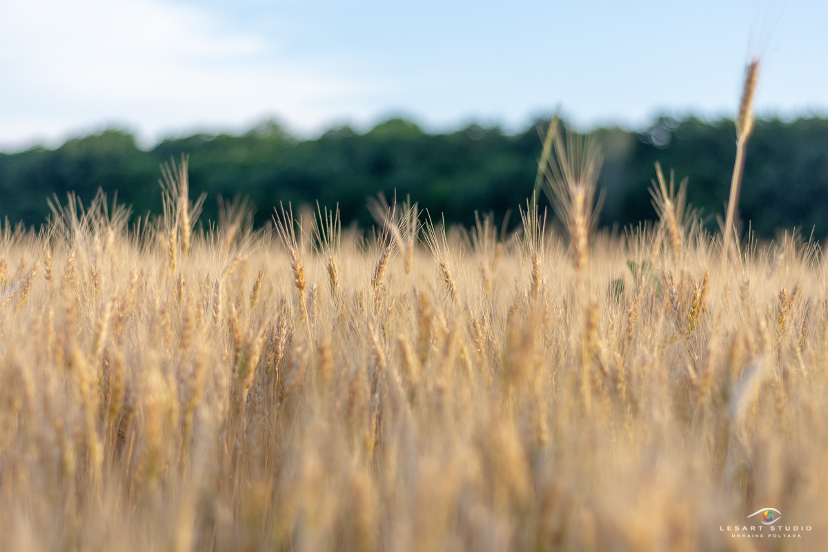 The beauty of the bread land - My, Poltava, Nikon d7200, Nikkor 50mm 18D, Longpost, The photo, Nature, Field