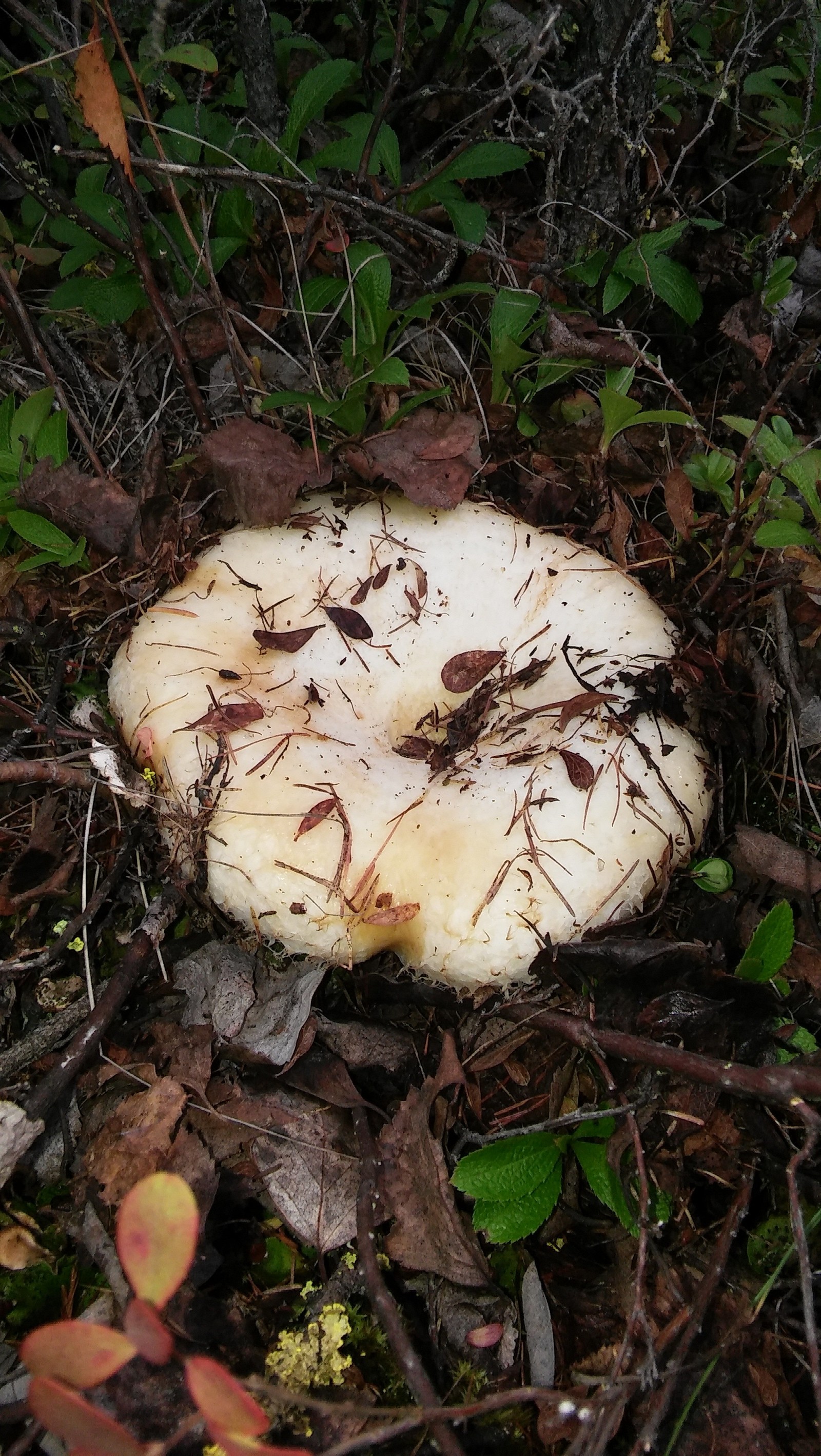 Cheburashka goblin - My, Mushrooms, Cheburashka, Humor, Longpost