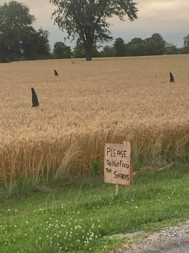 Sharks do not feed - Humor, Field, The photo, Shark