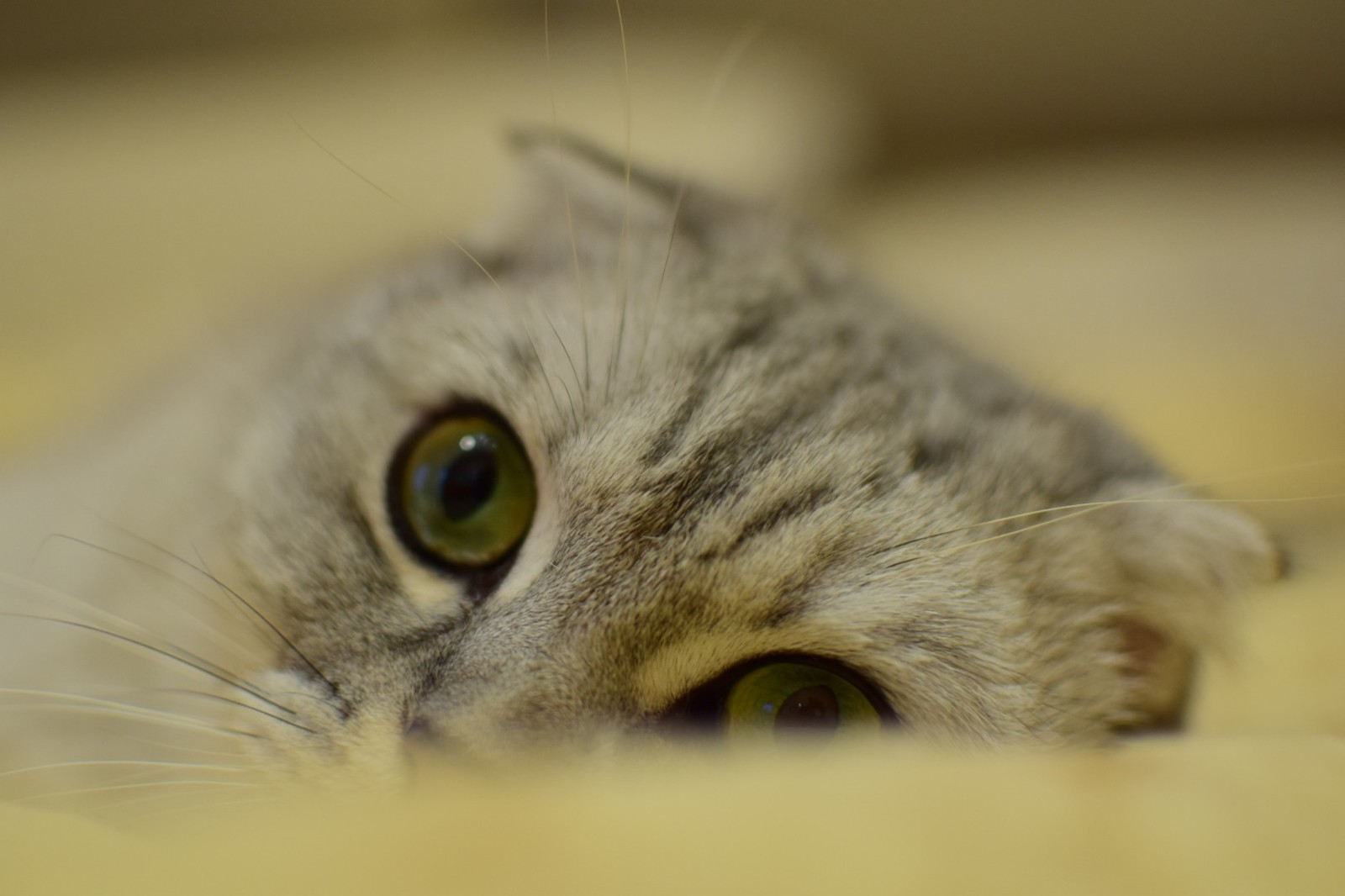 Few cats in a ribbon - My, Beginning photographer, Cat family, Longpost