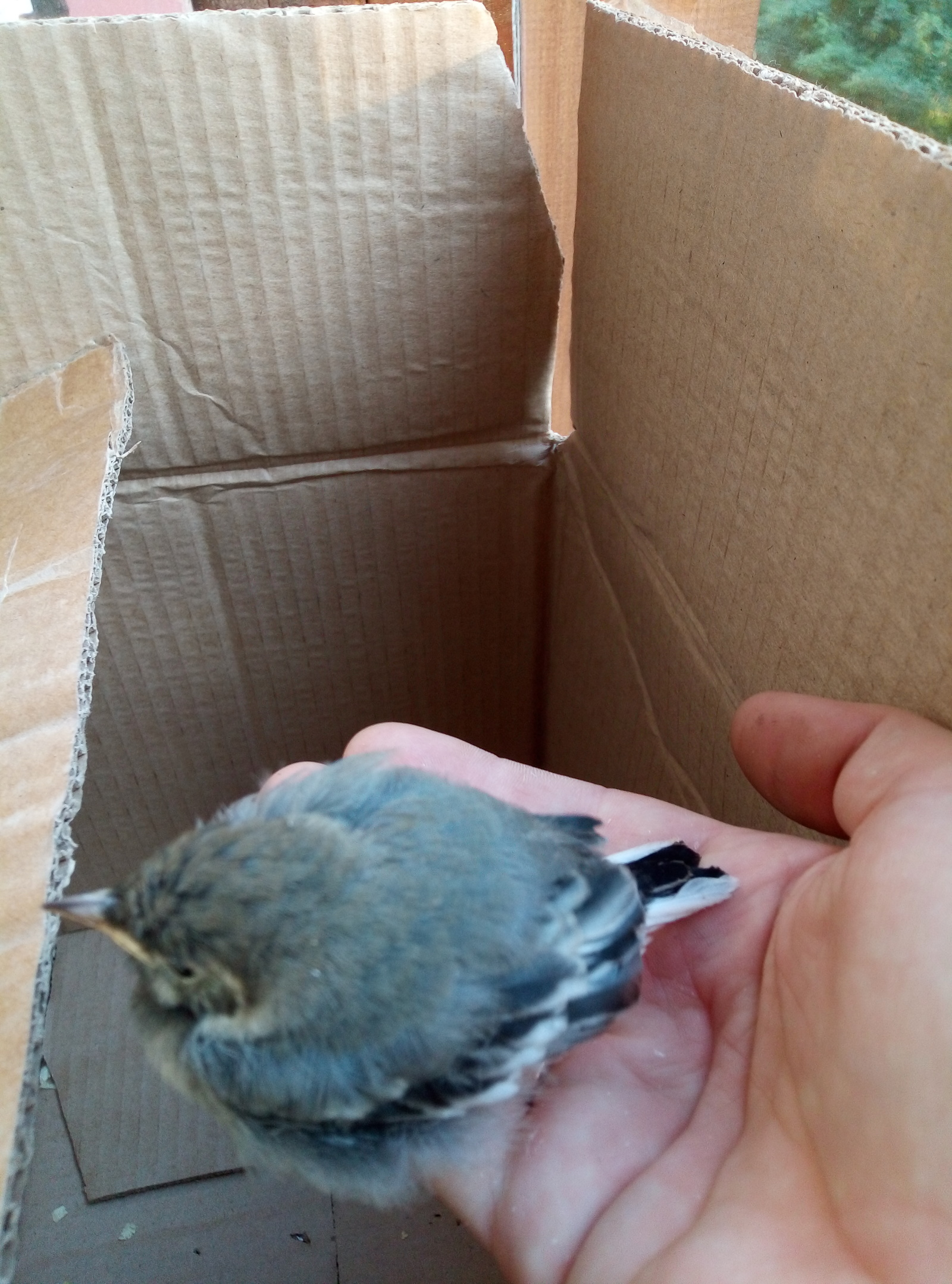 Found a chick. - My, Foundling, Help, Chick, Longpost