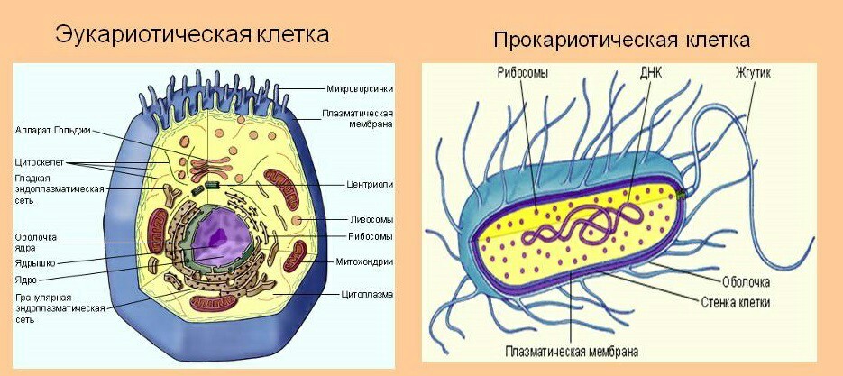 Немного о том, что такое бактерии, как работает иммунная система и причем там прививки - Иммунология, Вакцина, Иммунитет, Бактерии, Длиннопост