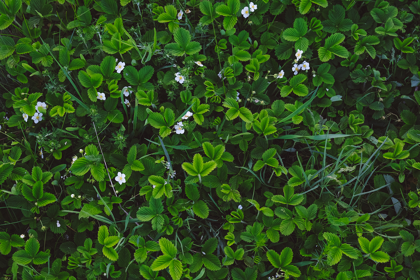 Greenery - My, The photo, Nature, Summer, Longpost