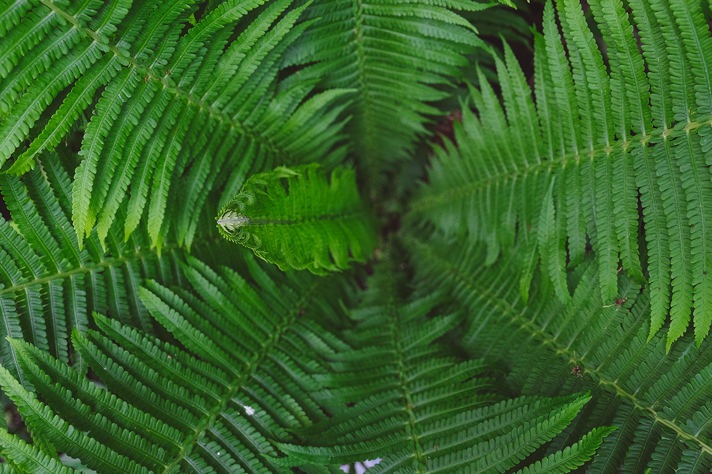 Greenery - My, The photo, Nature, Summer, Longpost