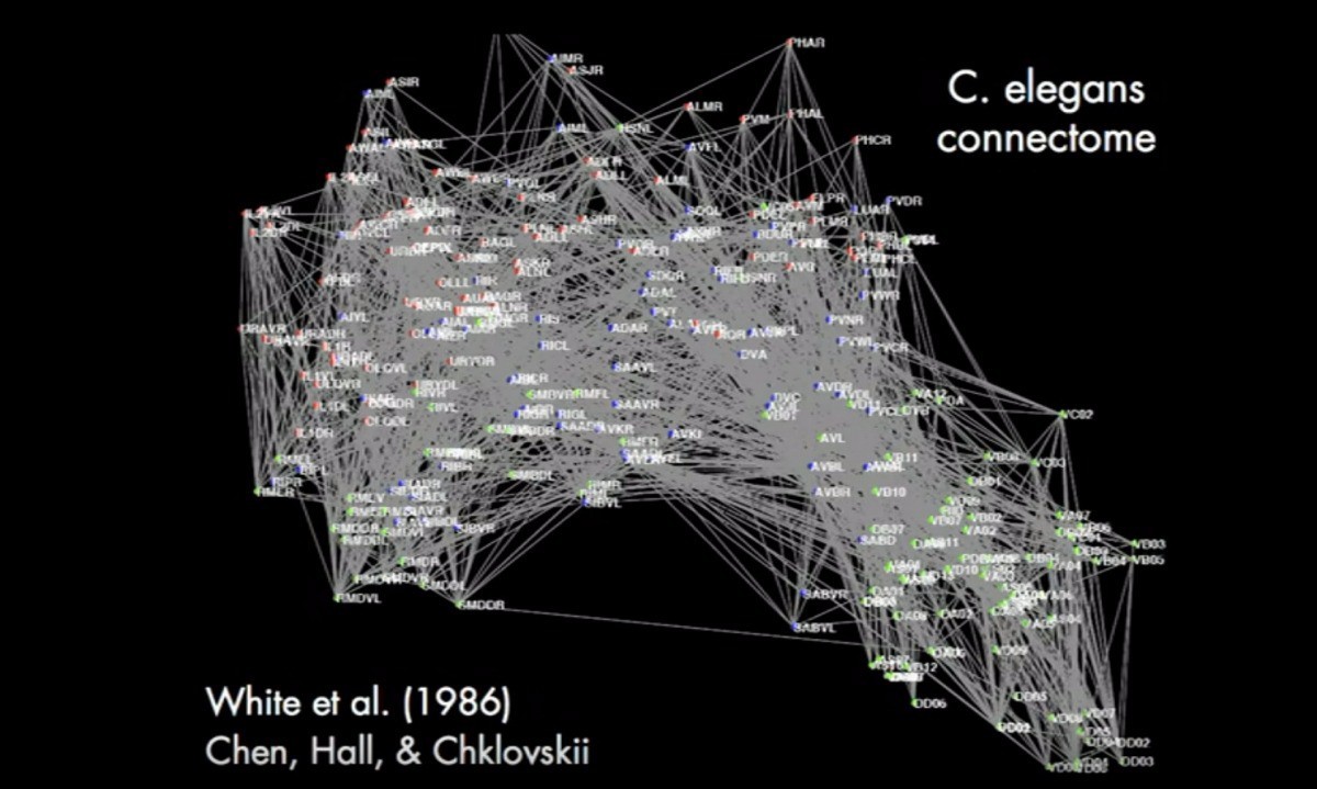 I am my connectome - Brain, Neurophysiology, Neurobiology, Personality, I AM, Longpost