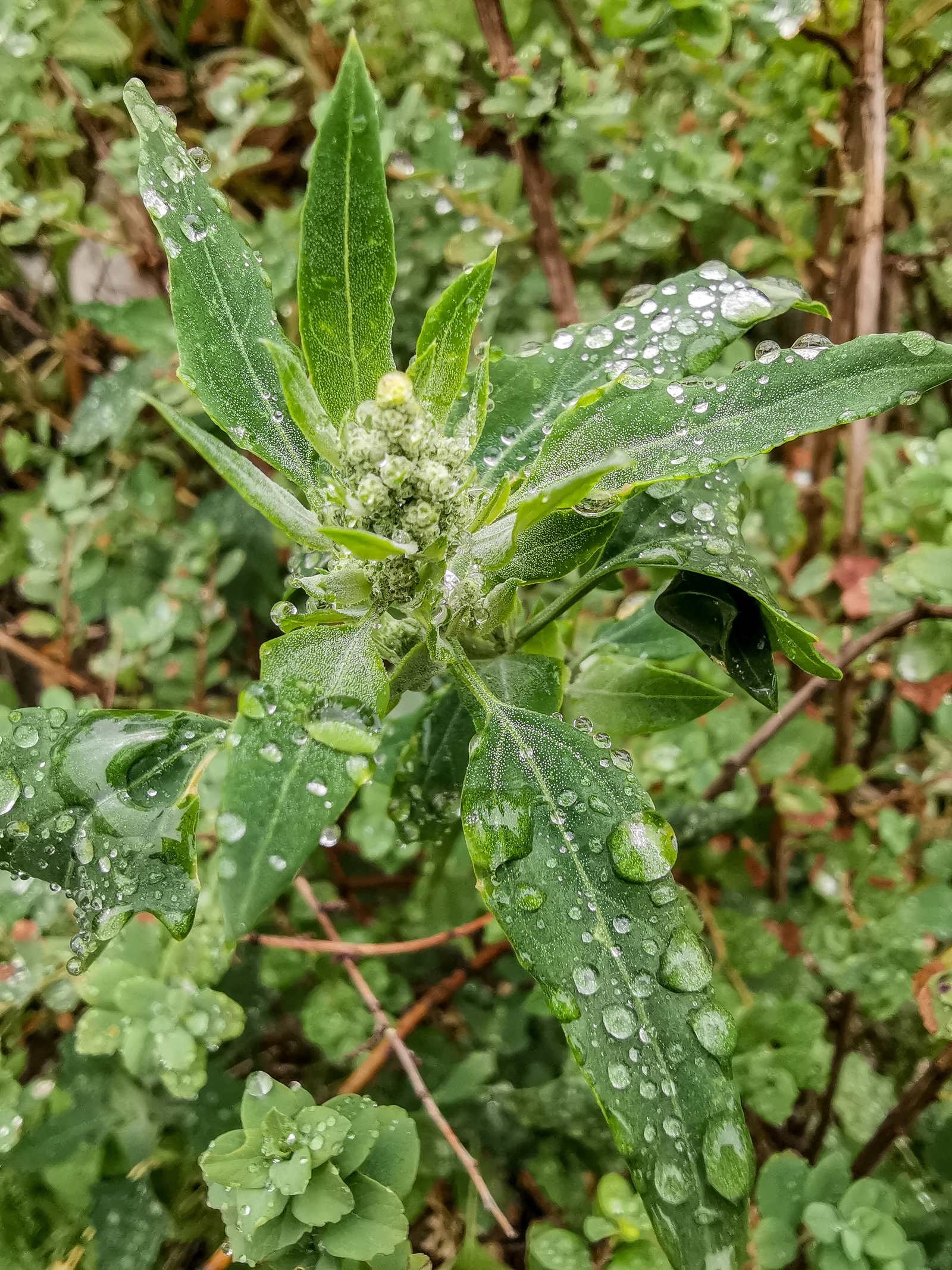 After the rain - My, Mobile photography, Longpost, Huawei mate 20, Macro, Macro photography