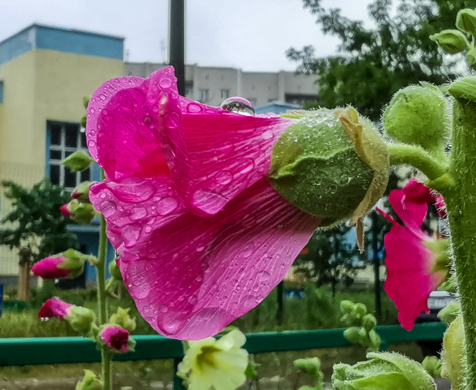 After the rain - My, Mobile photography, Longpost, Huawei mate 20, Macro, Macro photography