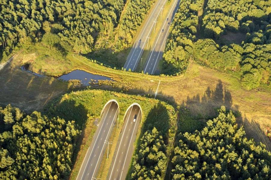 15 bridges that protect wildlife from people and their cars - Bridge, Ecoduct, wildlife, Safety, The photo, Road, Longpost