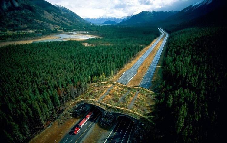 15 bridges that protect wildlife from people and their cars - Bridge, Ecoduct, wildlife, Safety, The photo, Road, Longpost