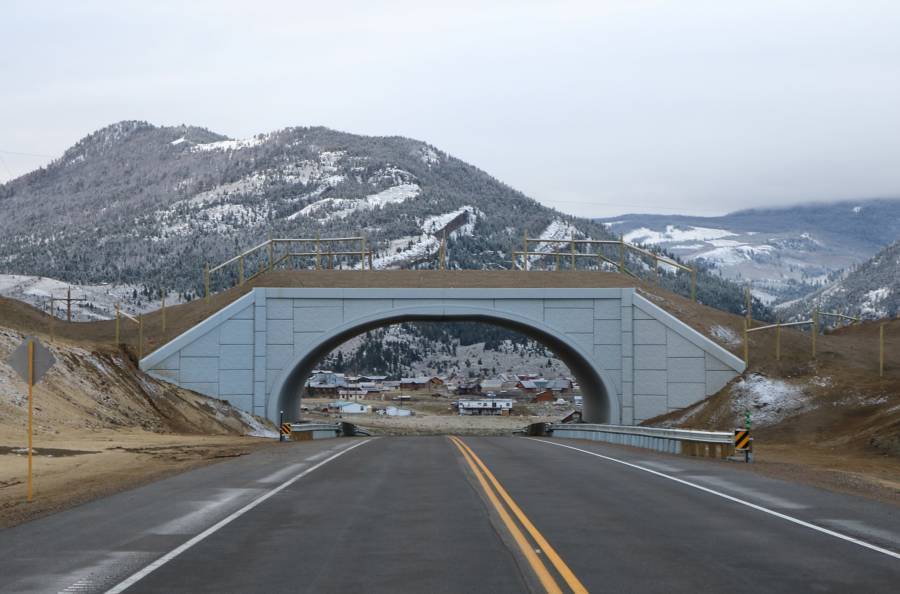 15 bridges that protect wildlife from people and their cars - Bridge, Ecoduct, wildlife, Safety, The photo, Road, Longpost