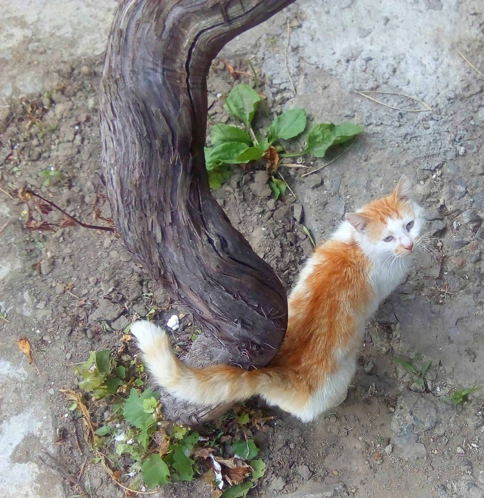 Ryzhard Gir from Transnistria - My, cat, Redheads, Meow, Fluffy, Little, Longpost