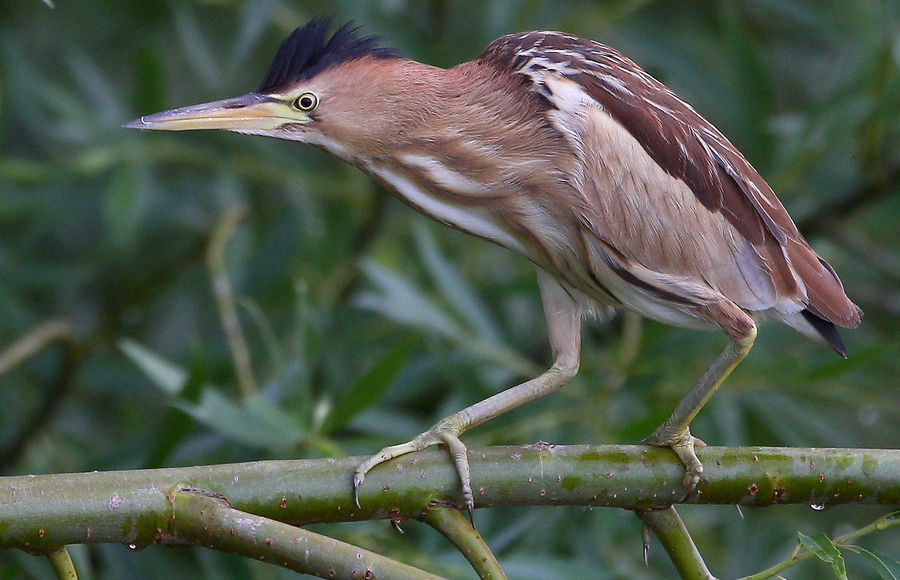 Bittern. - Birds, Bittern, , So blet, Longpost, Yandex Zen