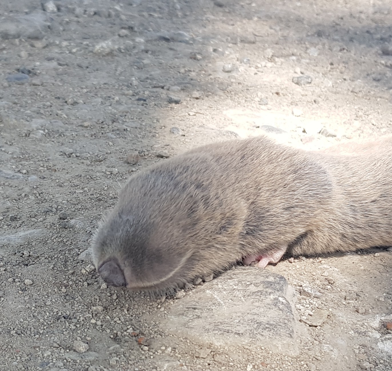 Meet this giant mole rat) - My, The Blind Man, Giants, Animals, Meeting, Smile