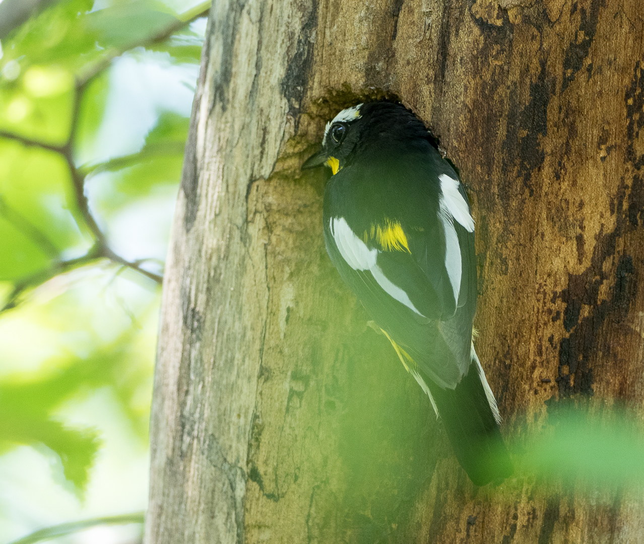 yellowback flycatcher - My, , Birds, Photo hunting, Longpost