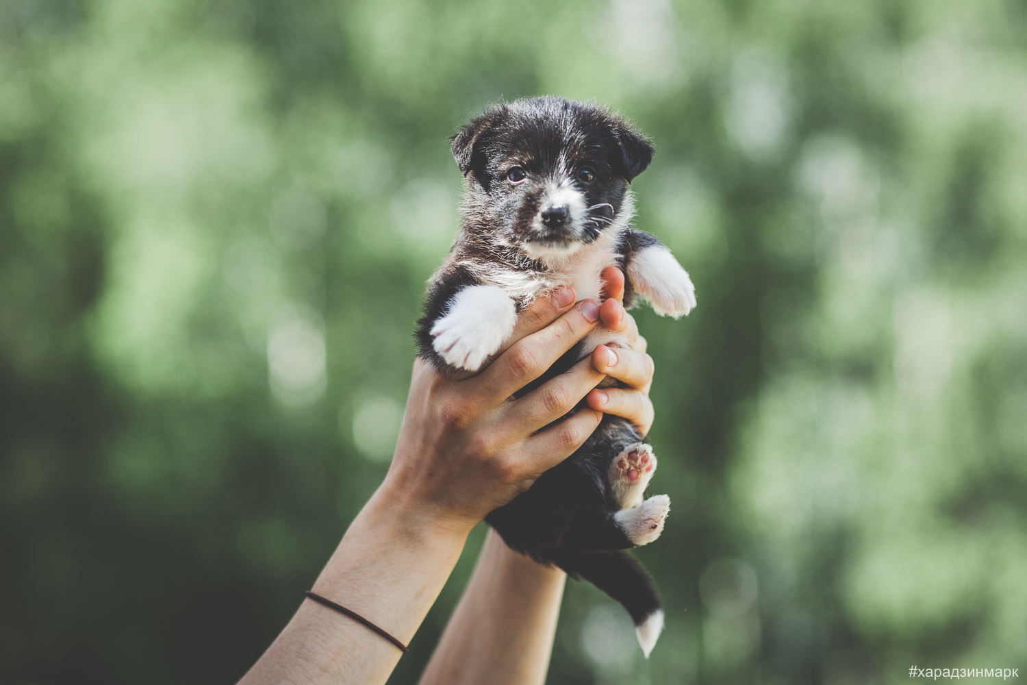 Bearded puppies urgently looking for a home - My, Puppies, Dog, Is free, In good hands, , Homeless animals, Longpost, No rating