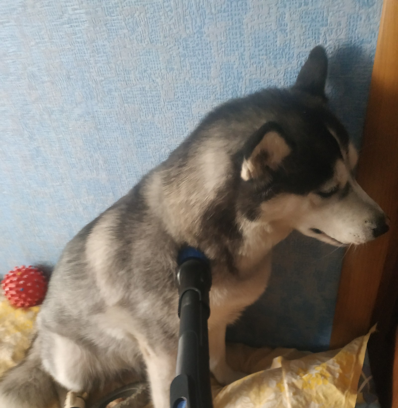 I was not afraid and vacuumed)))) - My, Dog, Siberian Husky, A vacuum cleaner