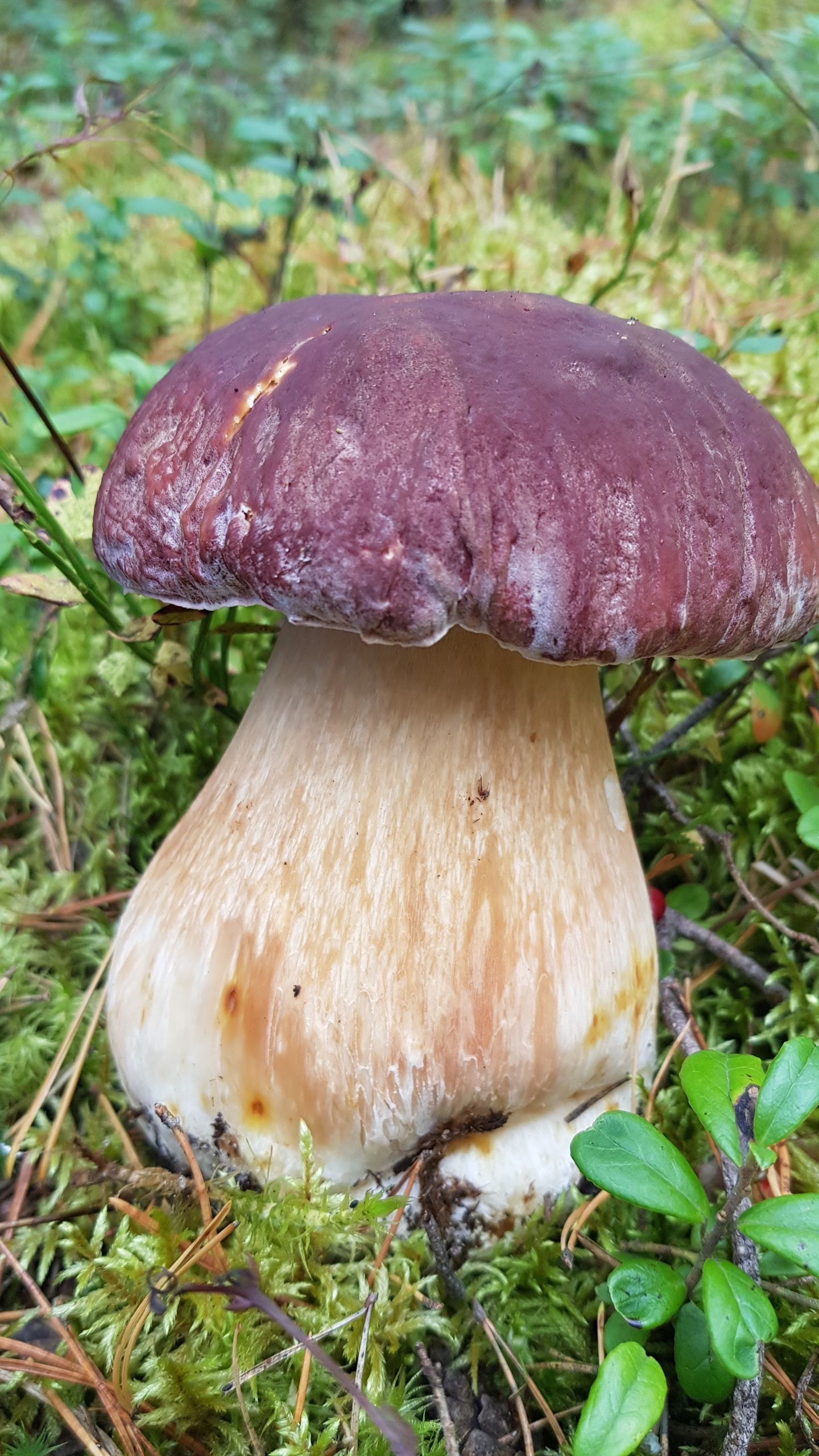 Quiet hunting. Nostalgia. - My, Mushrooms, Silent hunt, Porcini, Longpost