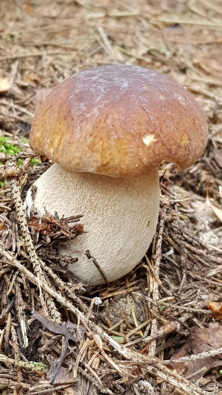 Quiet hunting. Nostalgia. - My, Mushrooms, Silent hunt, Porcini, Longpost