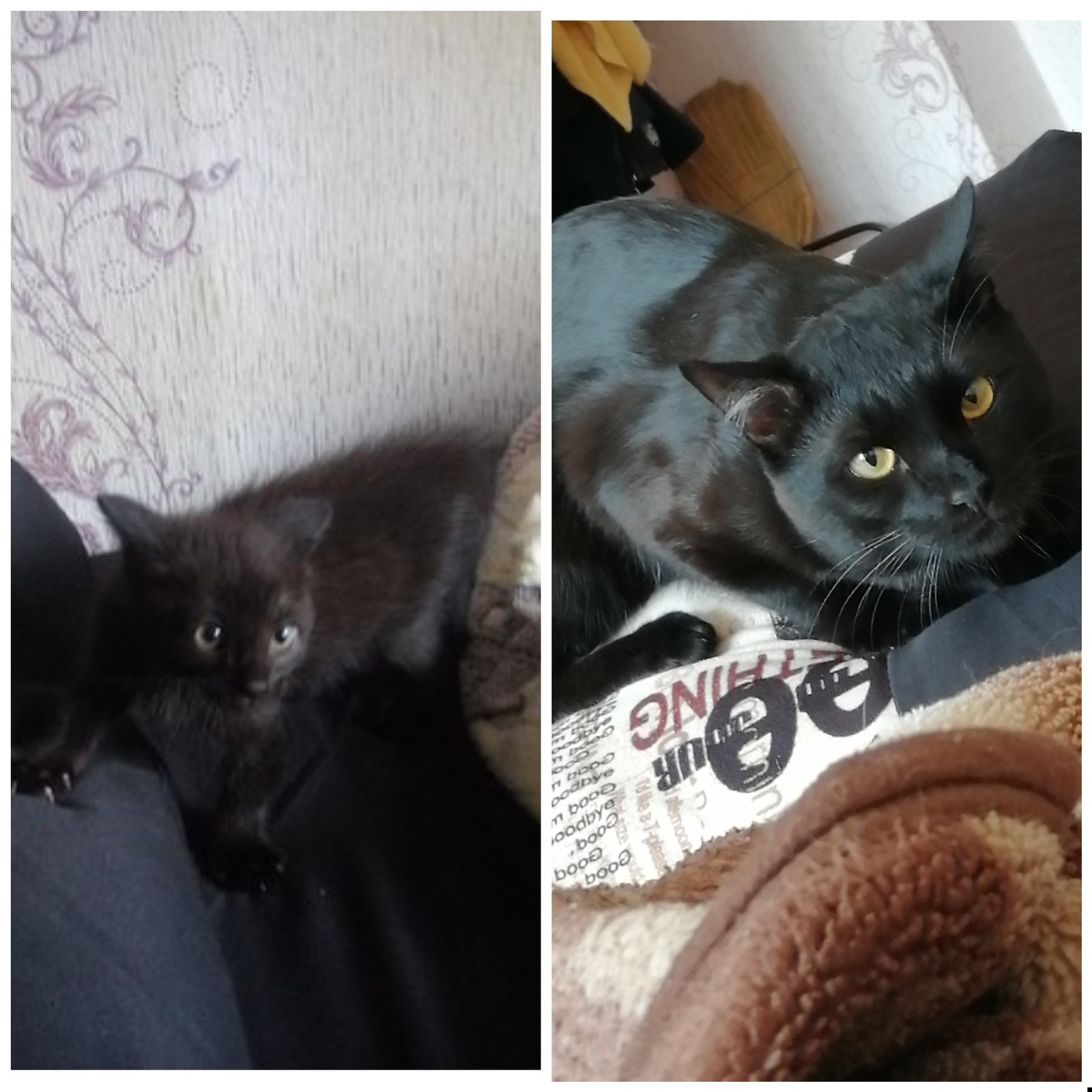 One year later - My, Black cat, cat, Pets, It Was-It Was