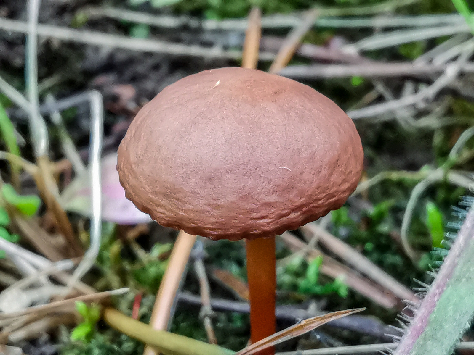 Photo bike ride - My, Dzerzhinsk, Longpost, Mobile photography, Huawei mate 20, Macro, A bike, Nature, Plants, Macro photography