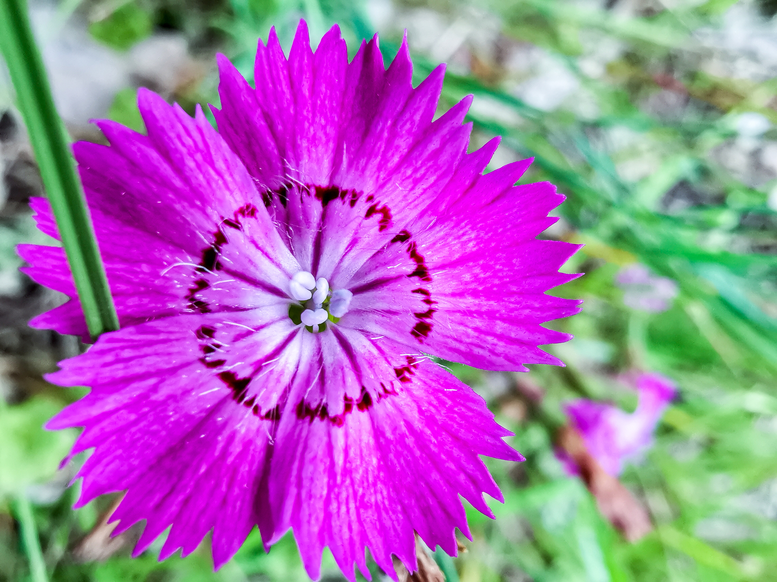 Photo bike ride - My, Dzerzhinsk, Longpost, Mobile photography, Huawei mate 20, Macro, A bike, Nature, Plants, Macro photography