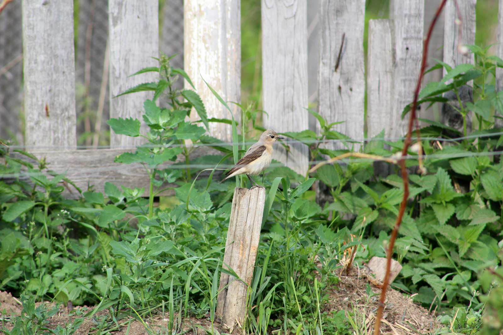 garden birds - My, Birds, The photo, Longpost