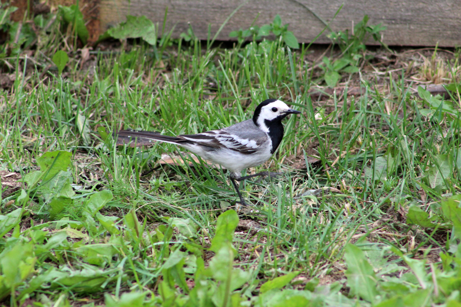 garden birds - My, Birds, The photo, Longpost