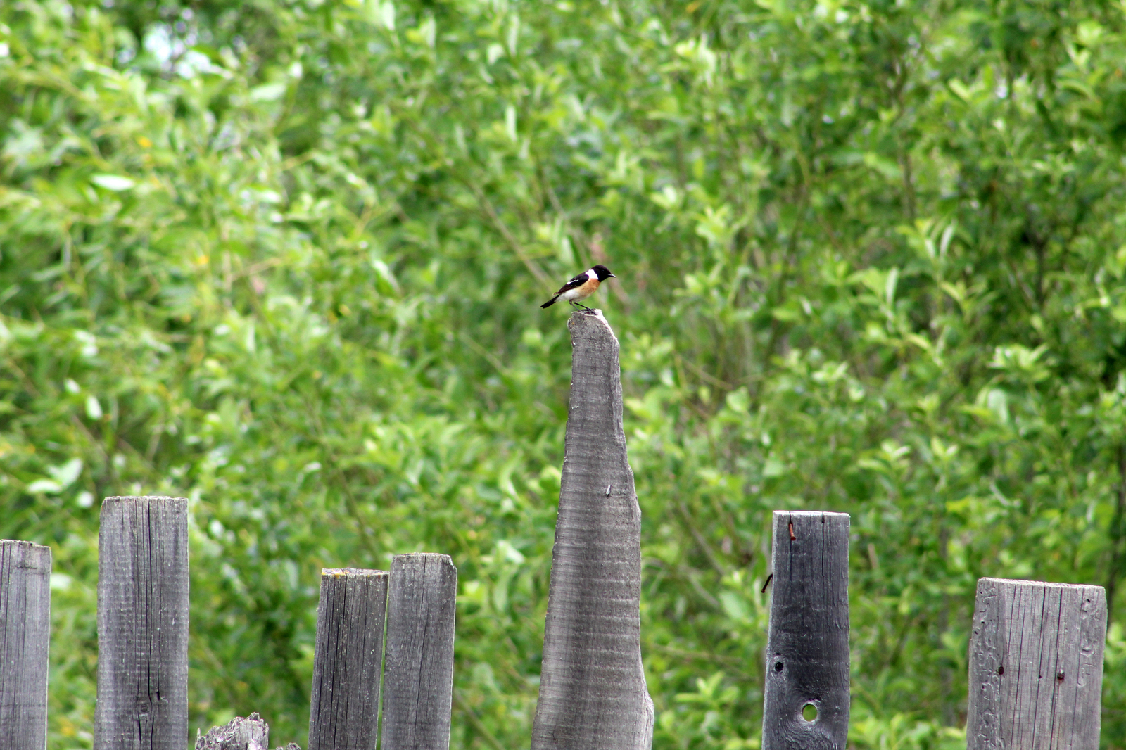 garden birds - My, Birds, The photo, Longpost