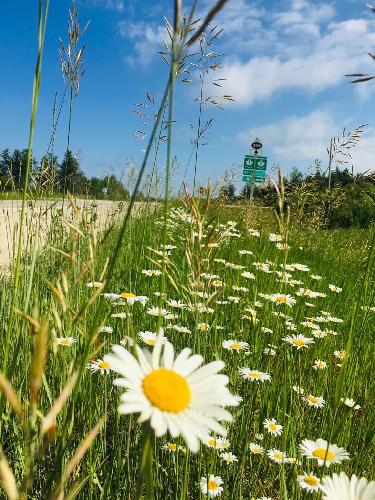 Summer! - My, Summer, Chamomile, 