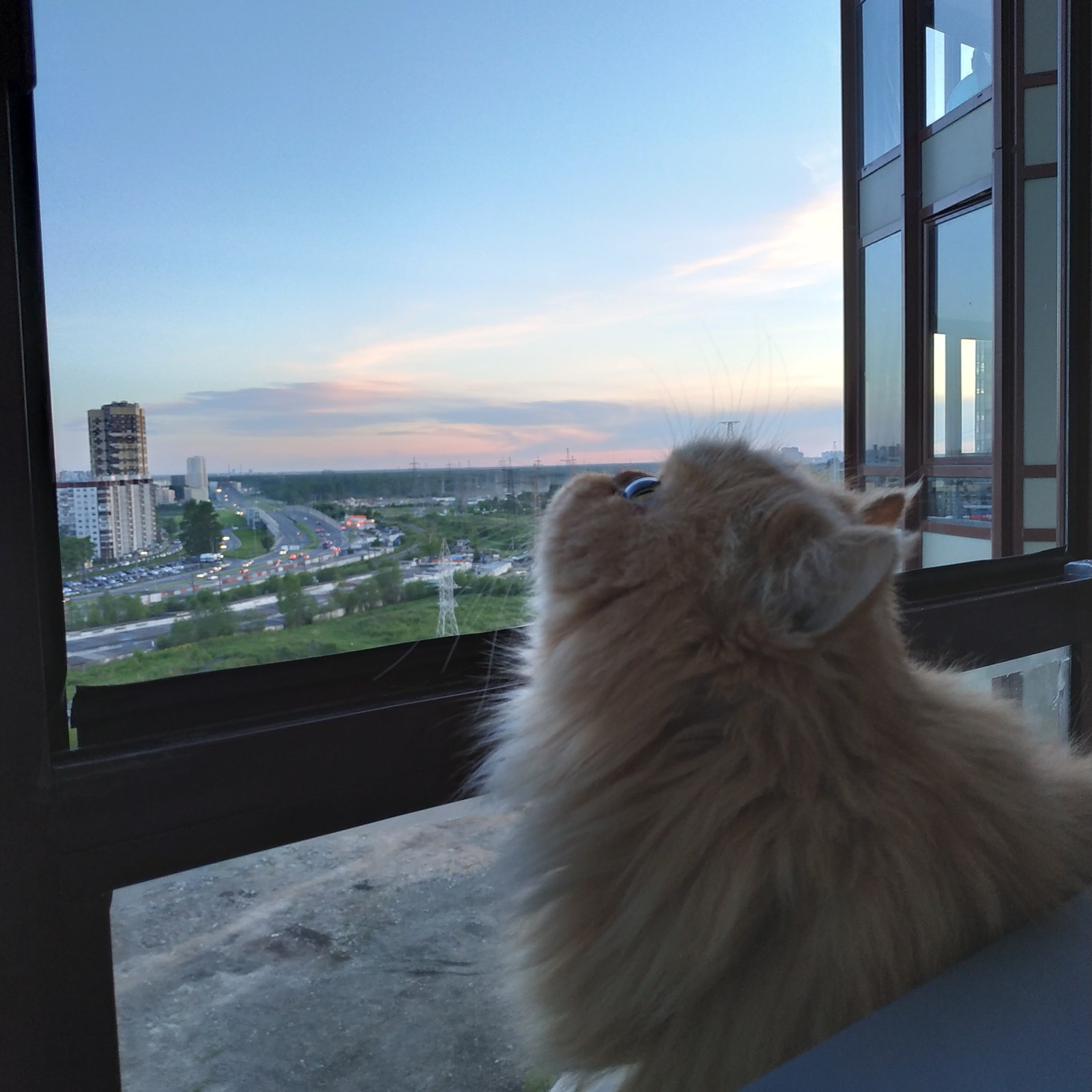 flat-faced - My, Persian cat, Balcony, cat