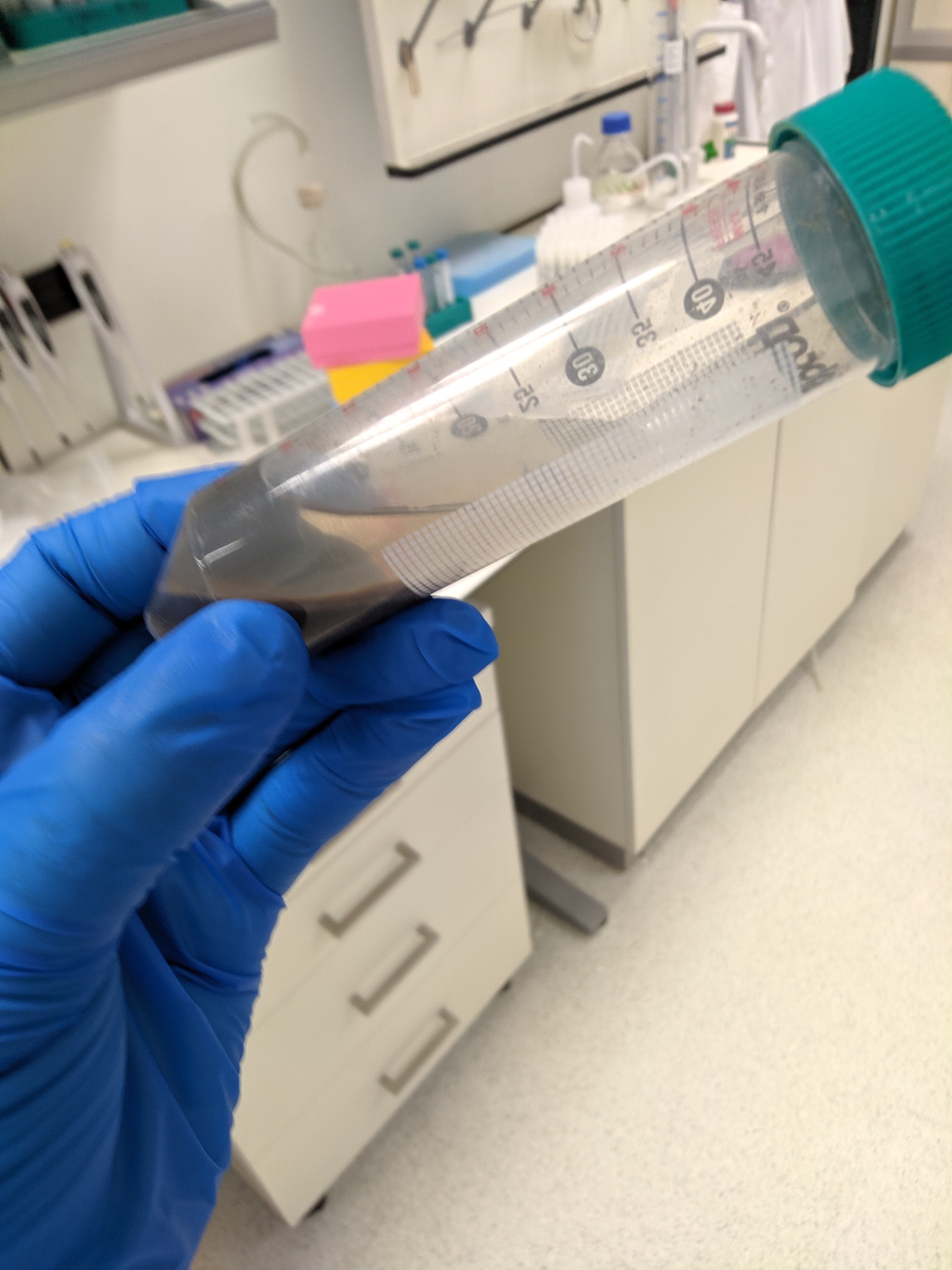 Isolation of nematodes from the roots of infected plants - My, Nematodes, Laboratory, The science, Biology, Longpost