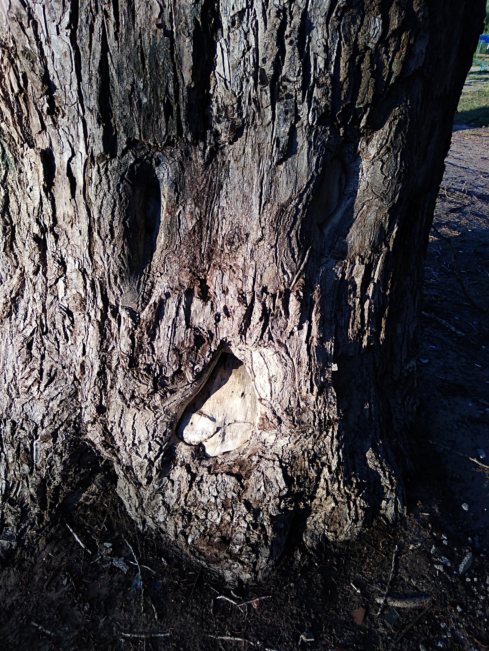 Tree - My, Nature, The photo, Tree