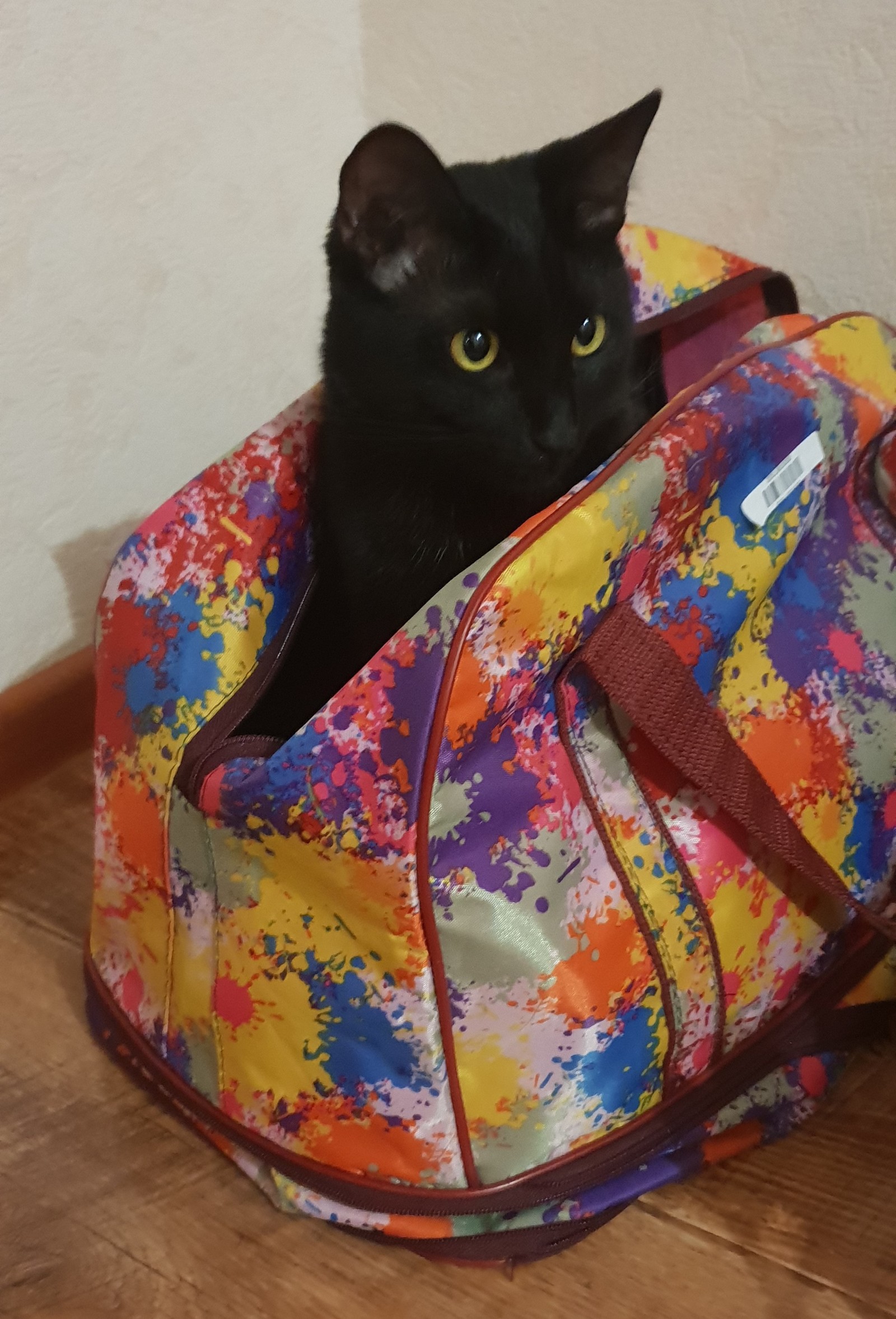 Your baggage has been delivered - My, Black cat, cat