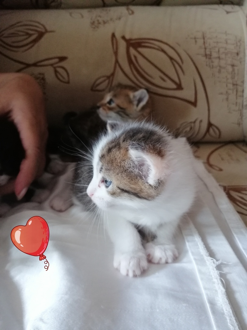 We need help from people with big hearts. - My, No rating, cat, Kittens, Longpost