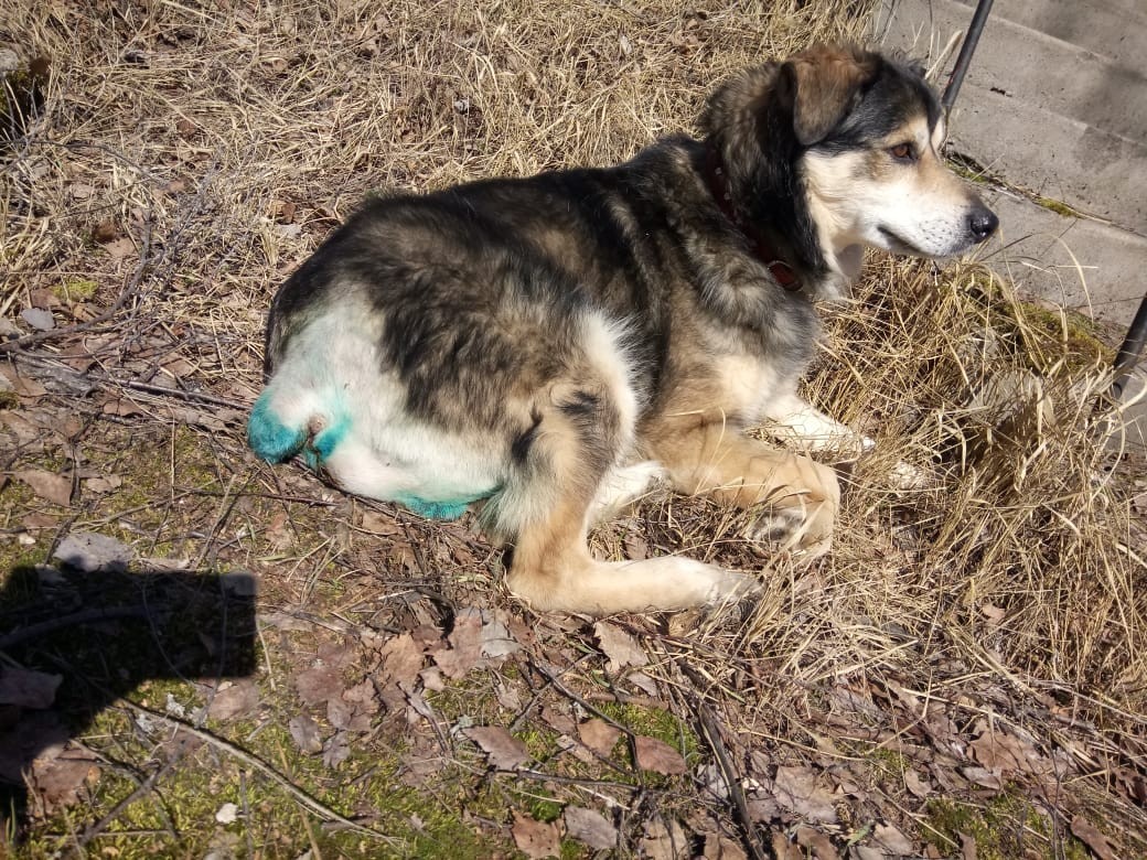 Help me please - My, The dog is missing, Dog, No rating, Moscow region, Help