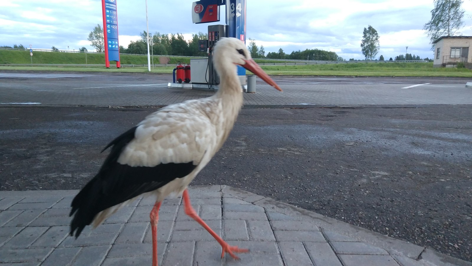 Stork at the gas station - My, Stork, Refueling