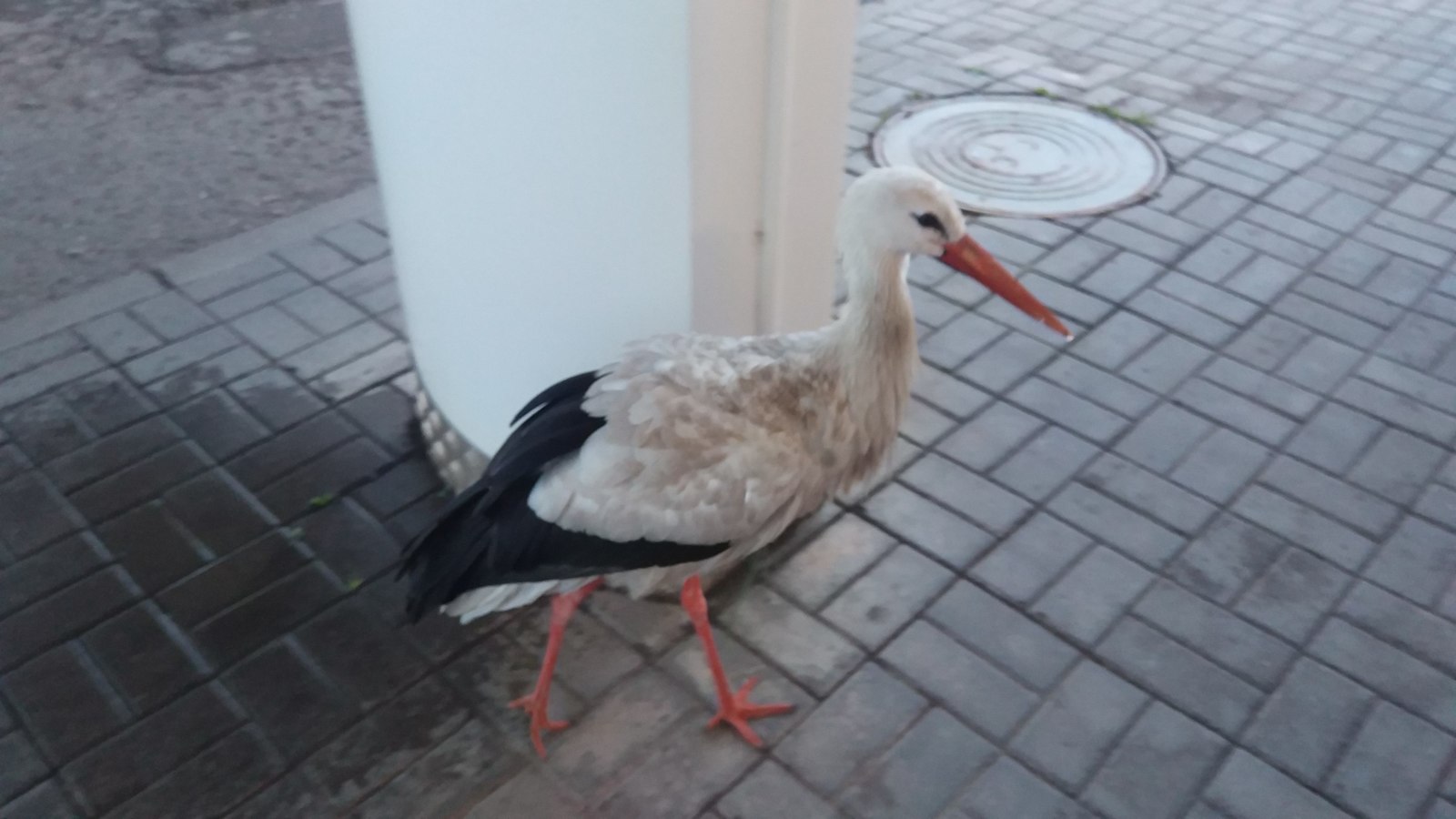 Stork at the gas station - My, Stork, Refueling