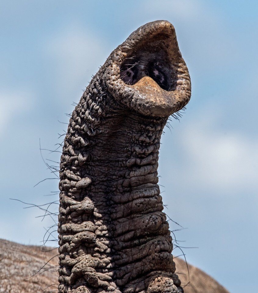 Shai Hulud - Dune, Sandworm, Trunk