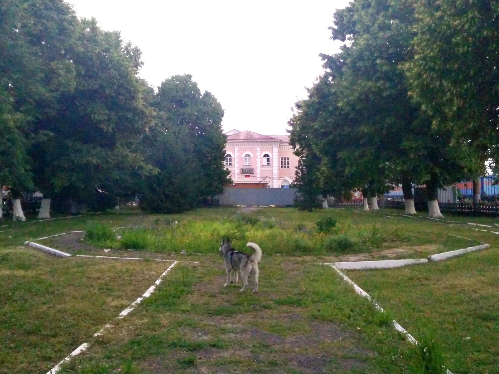 Хаски-путешественник. Собака в поезде. - Моё, Хаски, Сибирский хаски, Путешествие по России, РЖД, Собака, Домашние животные, Друг человека, Черное море, Длиннопост