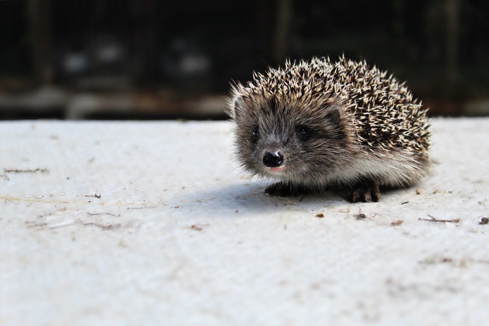 morning guest) - My, The photo, Hedgehog, Summer