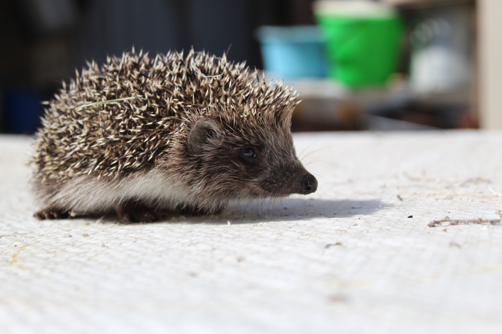 morning guest) - My, The photo, Hedgehog, Summer