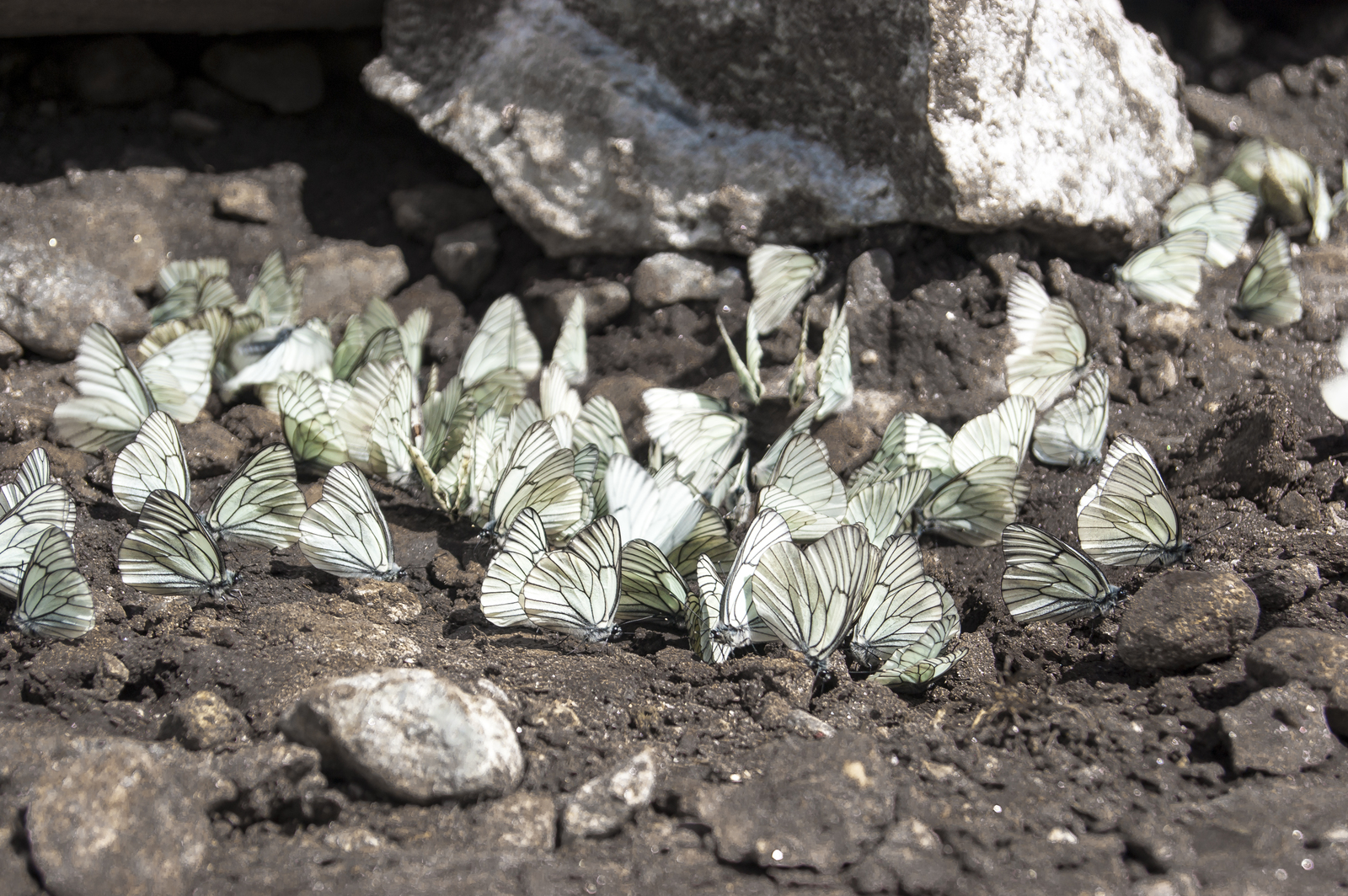 Butterflies at the waterhole - My, The photo, Beginning photographer, Nature, Butterfly, The mountains, Hike, Arkhyz, Sony