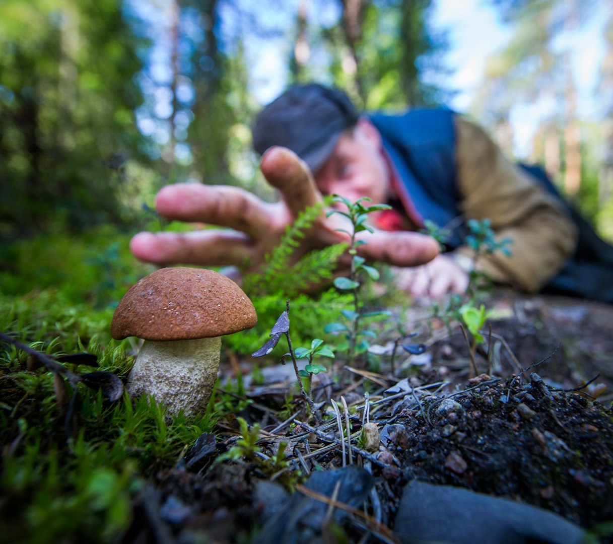 To whom mushrooms, berries, hawthorn .. - Story, Law, Tax