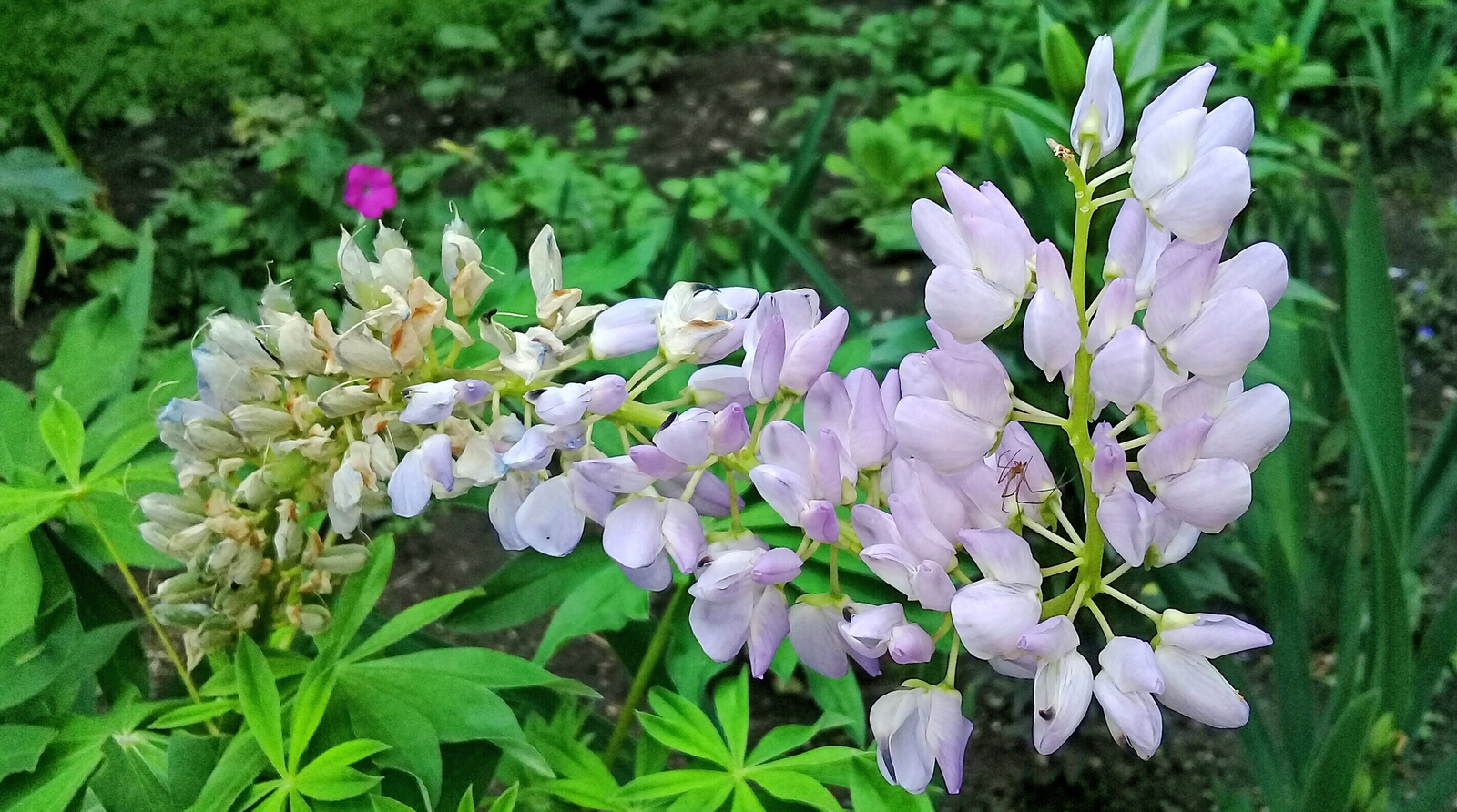 Suddenly a bug - My, Spider, Flowers