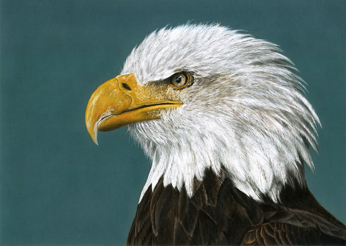 Bald eagle - My, Drawing, Pastel, Photorealism, Animalistics, Birds, Art, Bald eagle, Eagle