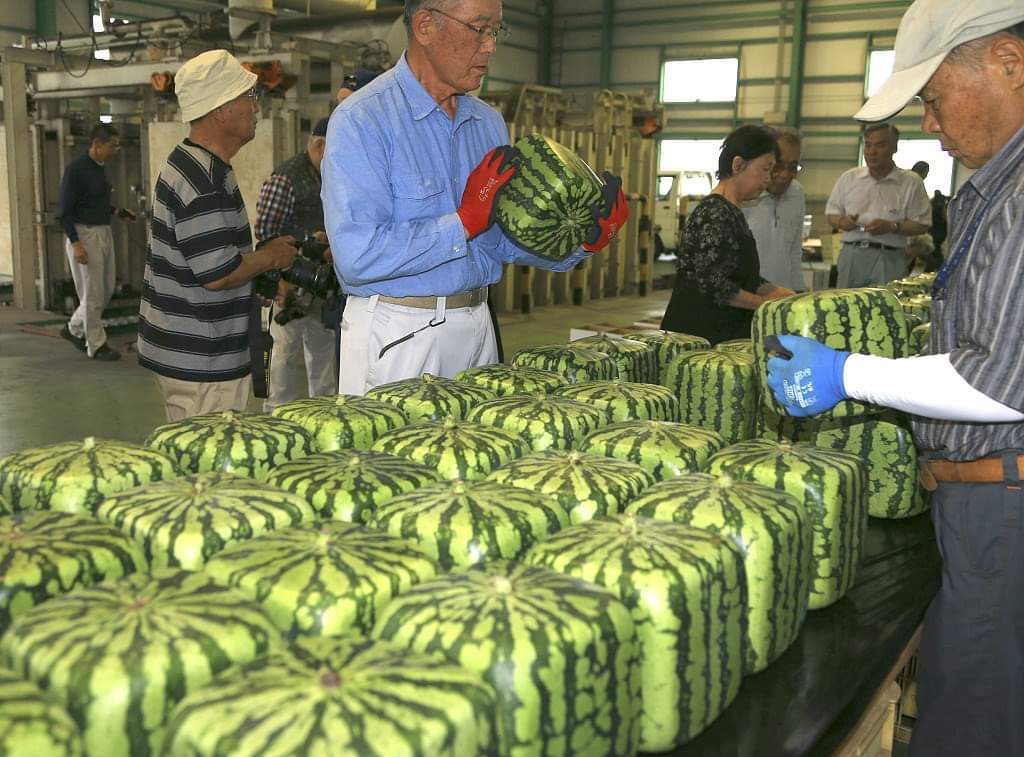 Ease of storage and transportation - Watermelon, Form, Berries, Japan