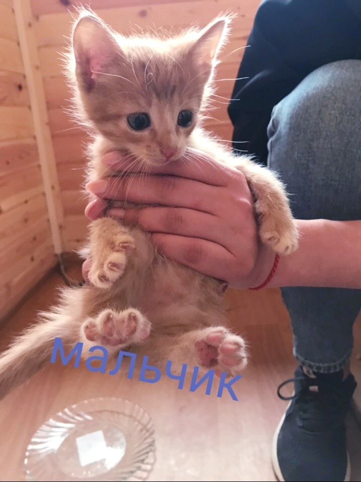 In good hands - My, In good hands, Krasnogorsk, Moscow, Kittens, Nakhabino, Opalikha, Longpost