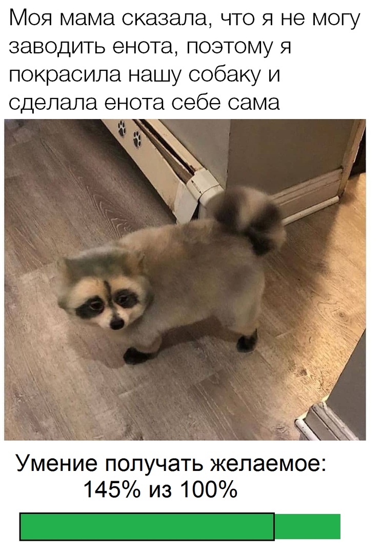 Contemporary problems - Raccoon, Memes, Solution, Images, Dog